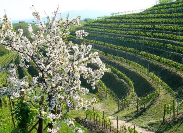 Albergo Grappolo D'Oro Montebelluna Εξωτερικό φωτογραφία